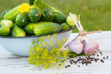 Cucumbers in metal bowl and spices for pickling cucumbers in garden on sunny day
