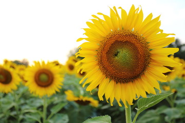 Fototapeta premium Sunflower in Thailand