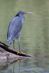 Black heron sitting on a branch close to water