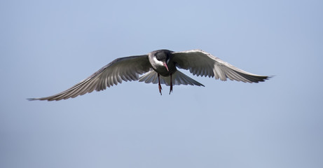 Fototapeta premium Whiskered tern in flight with open wings