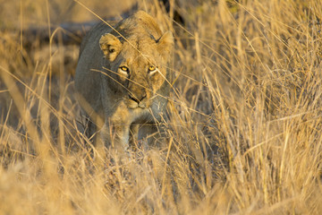 Fototapeta premium Lioness move in brown grass to kill
