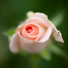 pink rose bud close-up on a green background, vector illustration