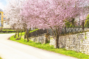 flowers, spring, road turn