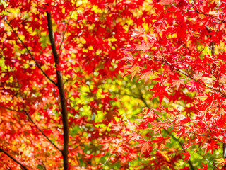 Red maple leaves in autumn