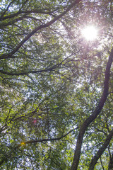 Raggi di sole tra gli alberi