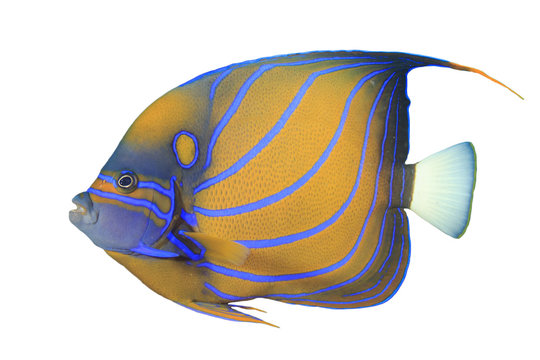 Goldtail Angelfish – Facts and Photographs | Seaunseen