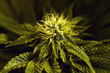 Bloom of marijuana flower