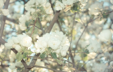 Apple flower branch