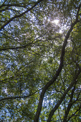 Raggi di sole tra gli alberi