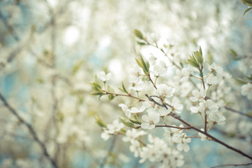 Cherry-tree  flower branch and blue sky beautiful natural backgr