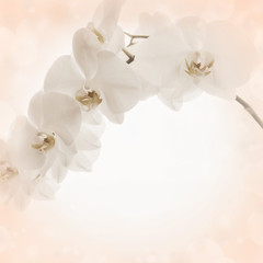Background with orchid flowers