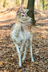 Little fawn in the forest