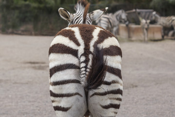 Zebra