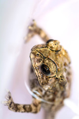 Closeup toad in Thailand 