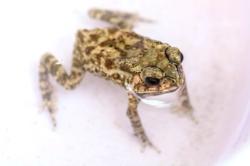 Fototapeta premium Closeup toad in Thailand 
