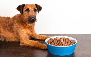 Hund liegt vor blauer Futterschüssel