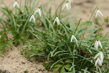 White snowdrop tiny flowers on the sand