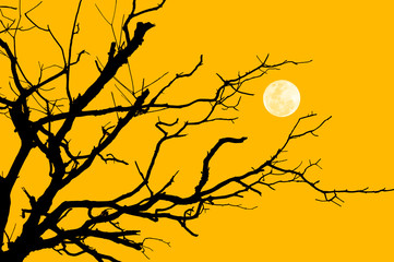 Silhouette branch of tree with the moon