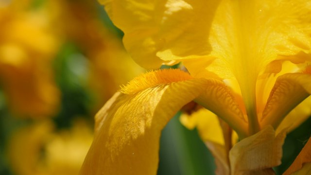 Yellow Iris pseudacorus spring flower in the garden 4K 3840X2160 slow tilt UltraHD footage - Iris plant beautiful petal details close-up tilting 4K 2160p UHD video 