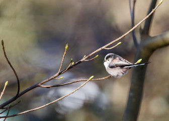 long tailed tit Aegithalos caudatus