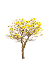 Yellow flowers tree on white