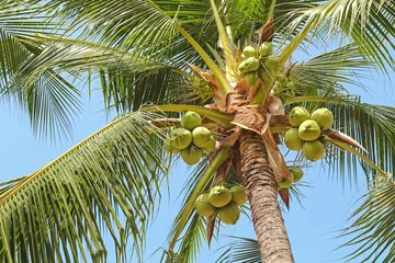 Crédence de cuisine en verre imprimé Palmier Sweet coconut palm tree with many young fruit on blue sky