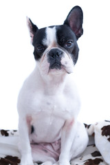 Fototapeta premium Portrait of French bulldog