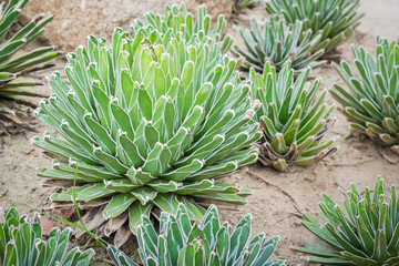 Fototapeta premium Technical name Agave Victoria Reginae.