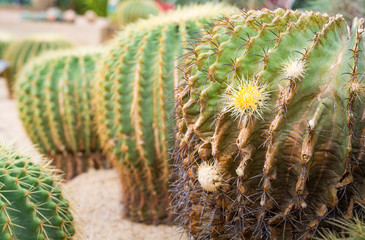 Close-up flower of golden ball cactus (Echinocactus grusonii)