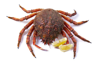 isolated seafood, crab