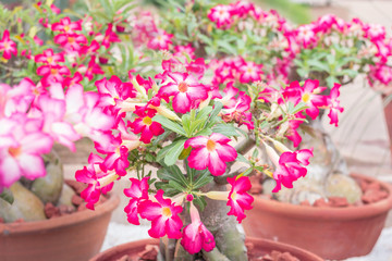 Desert rose flowers in garden,Impala Lily,Adenium flower