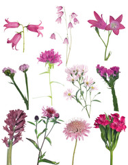 set of pink wild flowers isolated on white