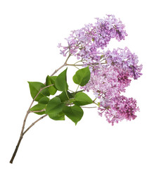 isolated lilac light inflorescence and leaves