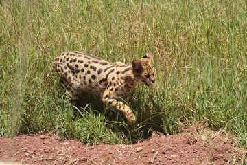 Fototapeta na wymiar Serval Katze im Ngorongoro Krater