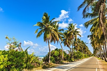 Tropical road