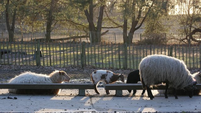 Lambs and sheep in Spring, 4K Ultra HD