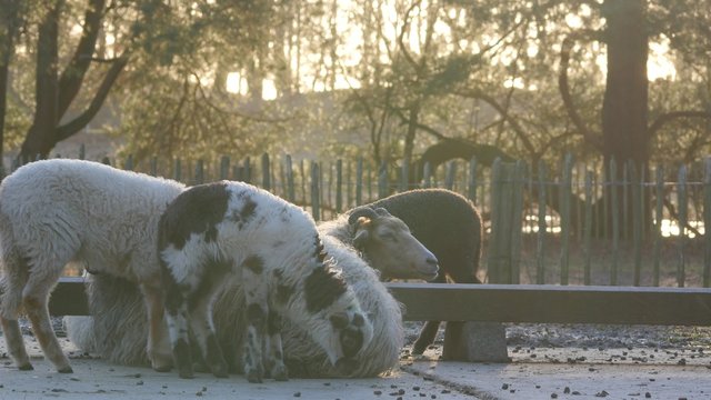 Lambs and sheep in Spring, 4K Ultra HD