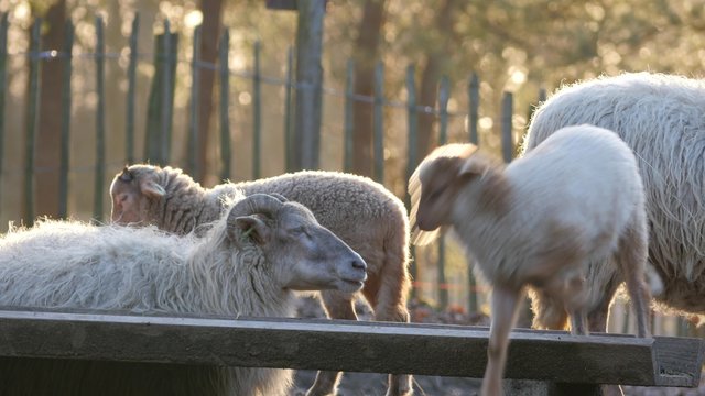 Lambs and sheep in Spring, 4K Ultra HD