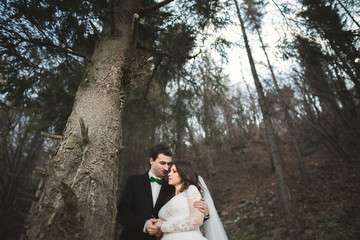 Wedding couple posing near pine forest.  Newlyweds in love