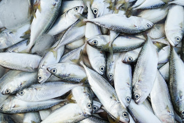 close-up fresh fish for sell at market