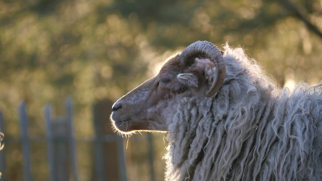 Lambs and sheep in Spring, 4K Ultra HD