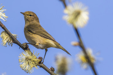 Zilpzalp (Phylloscopus collybita)