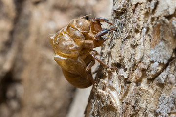 slough off, molt of cicada,insect molting
