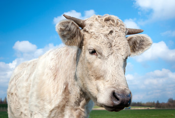 Portrait of a cow with horns
