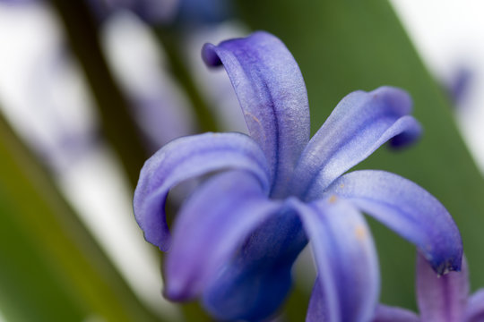 Purple hyacinth in macro photo over white background