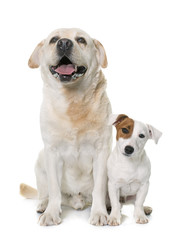 male labrador retriever and jack russel terrier