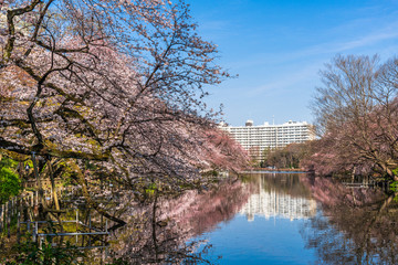 東京　桜が咲く井の頭公園