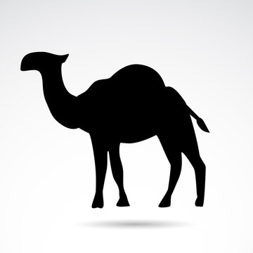 Camel vector icon.
