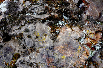 Moss on an old stone