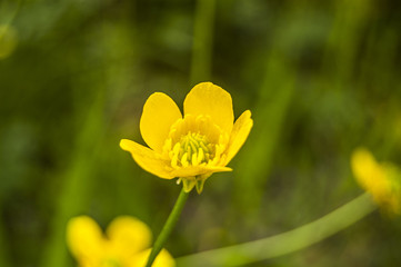 Central Yellow Flowers